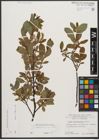 Foto von Salix waldsteiniana Willd.